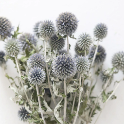 Echinops Thistles