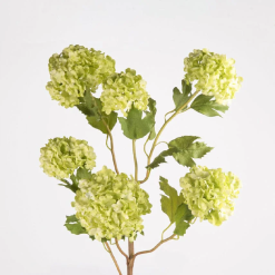 Blooming Snowball Flower